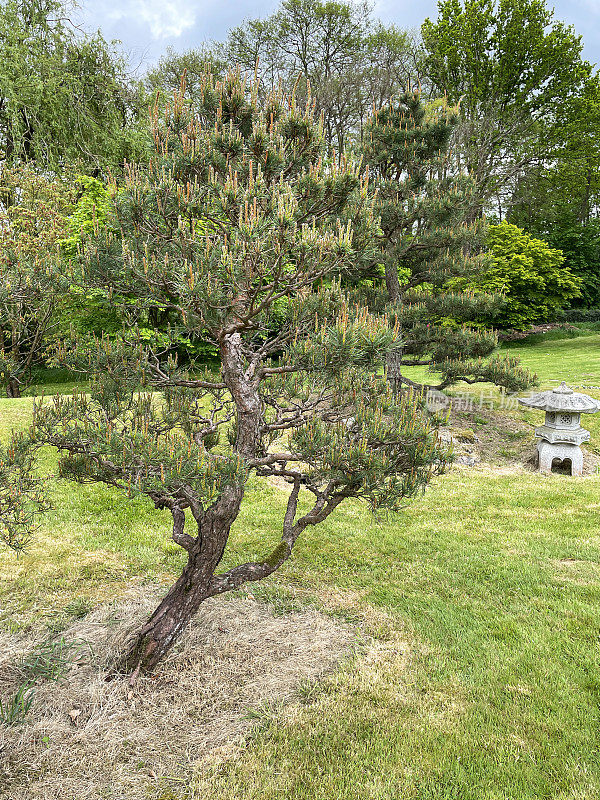 东方风格的花园特写图片，绿草草坪上的苏格兰松(Pinus sylvestris)云(niwaki)树，花岗岩日本灯笼，蜡烛生长在修剪整齐的修剪树枝上，重点放在前景